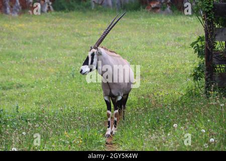 Schöne Tier kochend afrikanischen schnell wilden Hörner Antilopengazelle Stockfoto