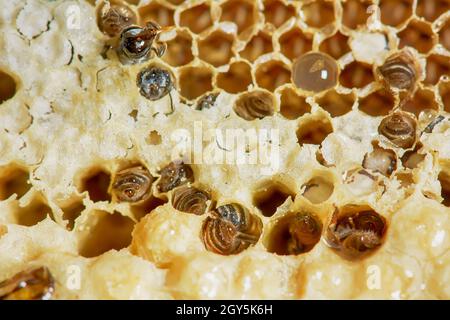 Nest von APIS FLOREA bei Frost Bedingungen bis zum Einfrieren in einigen Teilen. Stockfoto