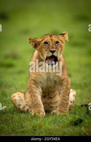 Das Löwenjunge sitzt gähnend in Richtung Kamera Stockfoto