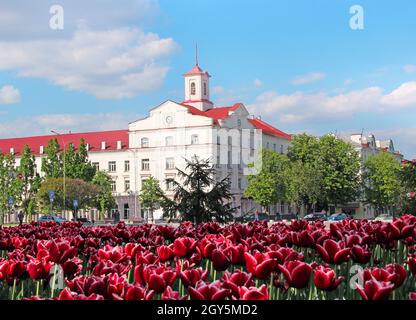 Blumenbeet-Dekoration. Viele Tulpen wachsen in der Stadt. Schöne Frühlingsblumen auf Blumenbeet in der Stadt in hellen Tag. Schöne Architektur der Stadt Tschernih Stockfoto