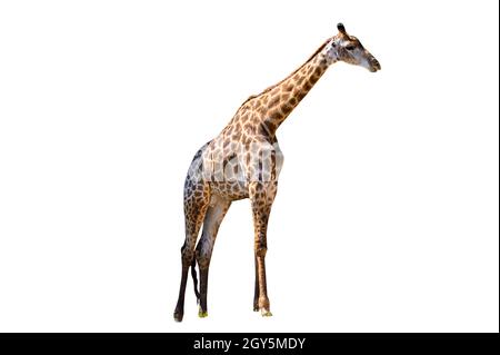 Große giraffe weißen Hintergrund isolieren Stockfoto