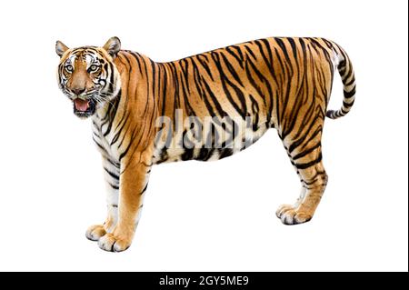 Tiger weißen Hintergrund Isolieren des ganzen Körpers Stockfoto