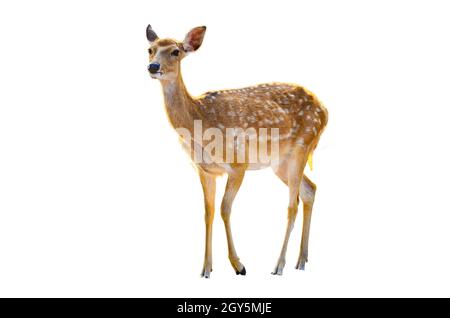 Baby Rotwild in weißem Hintergrund Stockfoto