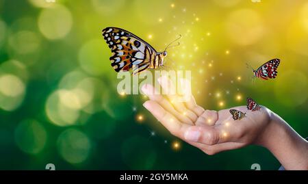 Schmetterlinge sind in den Händen der Mädchen mit glitzernden Lichter süße Begegnung zwischen einer menschlichen Hand Schmetterling Stockfoto