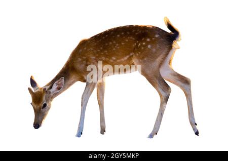 Baby Rotwild in weißem Hintergrund Stockfoto