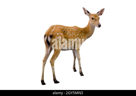 Baby Rotwild in weißem Hintergrund Stockfoto