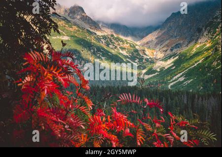 Rote Blätter in den Bergen. Herbstanfang in der Hohen Tatra Stockfoto