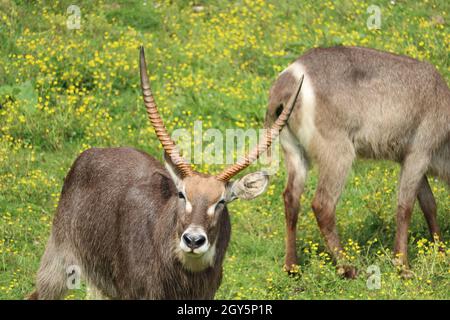 Schöne wilde Tiere kochend Hörner Safari Antilopen Gazellen Stockfoto