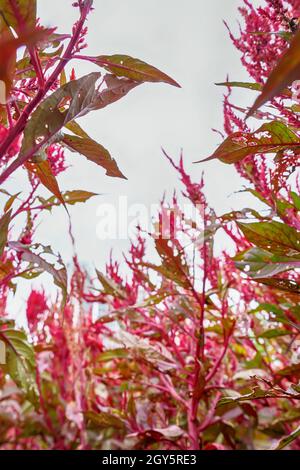 Celosia argentea oder des Silver Hahn Kamm auf einem Natur Hintergrund. Stockfoto