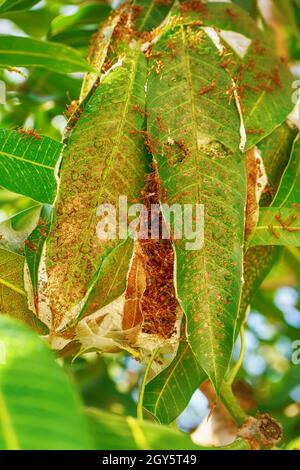 Die roten Ameisen wandern in und aus dem Nest auf dem Mango verlässt. Stockfoto