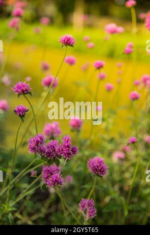 Gomphrena Nana oder Feuerwerk Blume. Violette Blume im Sonnenlicht. Stockfoto