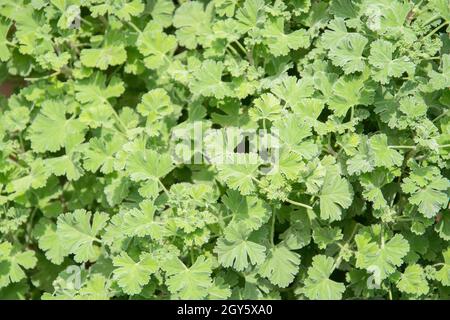 Muskatnuss duftende Geranienkräuter wächst in einem Garten. Es wird auch als Pelargonium fragrans bezeichnet Stockfoto