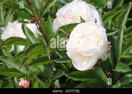 Weiße doppelte Pfingstrose, Paeonia lactiflora Sorte Festiva Maxima, Blumen mit anderen Blumen und Knospen verschwommen im Hintergrund der Blätter. Stockfoto