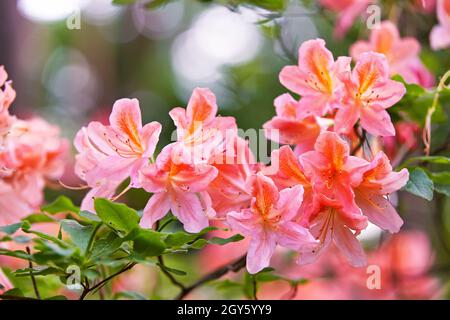 Rhododendron rote blühende Blumen im Frühling botanischen Garten. Wunderschöne blühende Buschblüte, immergrüner Strauch Hintergrund aus nächster Nähe. Azalea im Sommer Stockfoto