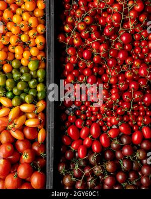 Kisten gefüllt mit einer Vielzahl von frisch geernteten Kirschtomaten Stockfoto