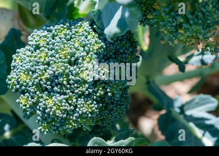 Ein lebendiger grüner Kopf aus frischem Bio-Brokkoli wächst in einem Garten mit der Sonne scheint auf den grünen Blättern und Stiel des Gemüses. Stockfoto