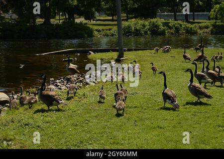 Mehrere Familien der Kanadischen Gänse, die in Richtung Fluss fahren, um der Kamera zu entgehen. Stockfoto