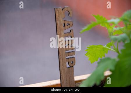 Catnip, nepeta cataria, wächst in einem kleinen Holzkäfler. Es gibt einen Holzmarker mit dem Wort catnip, das aus dem Holz geschnitten und schwarz eingefasst ist. Die le Stockfoto