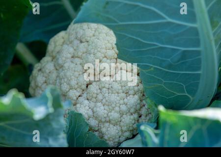 Bio-Blumenkohl mit weißen, strukturierten Blüten, die den Kopf des Gemüses bilden, und großen grünen Blättern, die das Erzeugnis umgeben. Stockfoto