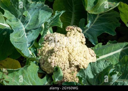 Bio-Blumenkohl mit weißen, strukturierten Blüten, die den Kopf des Gemüses bilden, und großen grünen Blättern, die das Erzeugnis umgeben. Stockfoto