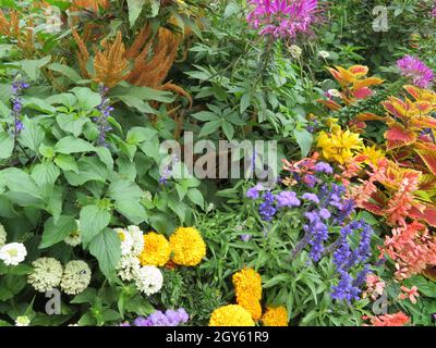 Schöne natürlich gefärbte Blumen verschiedene frische leuchtende Aromaten Stockfoto