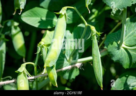 Leuchtend grüne, süße Erbsenschoten, die auf einer Weinrebe auf einem Bauernhof wachsen. Die rohen Bio-Stringbohnen hängen an Kulturpflanzen, die von üppigen Blättern umgeben sind. Stockfoto