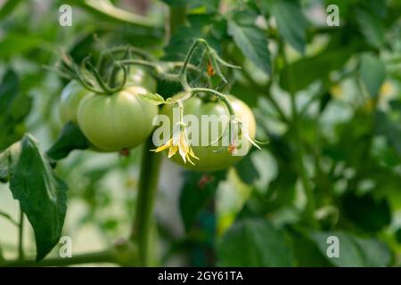 Ein Haufen unreifer grüner Kirschtomaten hängt an einer Weinrebe, die reift. Es gibt große, tiefgrüne Blätter mit tiefen Adern auf dem kultivierten Ast. Stockfoto