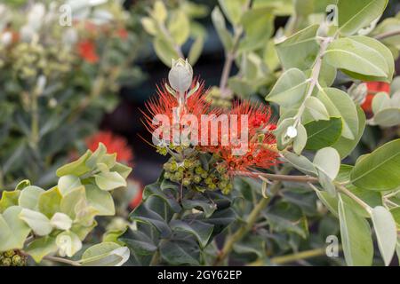 Callistemon 'Flaschenbürste rote Blume im Garten Stockfoto