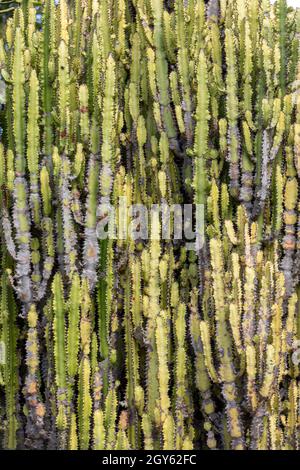 Der Kandelaber (Euphorbia candelabrum) ist ein saftiger Strauch, der in Ostafrika endemisch ist. Stockfoto