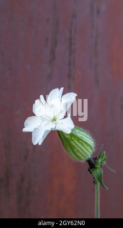 Eine weiße Sandwurm- oder Harzblume auf einem rostigen Metallhintergrund. Speicherplatz kopieren. Krautige zweihäusige Pflanze Stockfoto