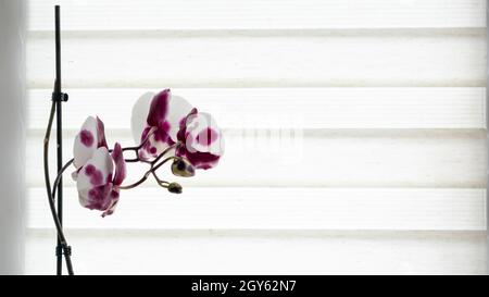 Eine wunderschöne Orchidee wächst auf der Fensterbank vor dem Hintergrund von Rollos. Zimmerpflanzen am Fenster der Wohnung. Blumen in Töpfen auf dem Stockfoto