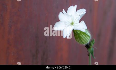 Eine weiße Sandwurm- oder Harzblume auf einem rostigen Metallhintergrund. Speicherplatz kopieren. Krautige zweihäusige Pflanze Stockfoto