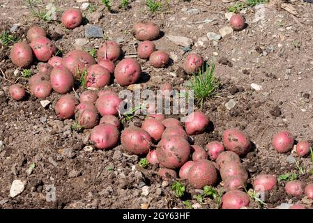 Eine Nahaufnahme einer großen Sammlung frisch gereinigter neuer Rotkartoffeln. Das Bio-Gemüse ist roh und die Sonne scheint auf ihren dünnen Hautschichten. Stockfoto