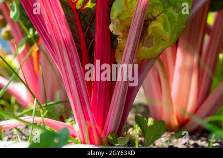 Hohe gerippte Stiele aus Schweizer Mangold-Grüns. Grünes und rötlich belaubtes Gemüse wächst in dunkelreicher Erde. Die Collard-Grüns haben rote und orangefarbene Stiele. Stockfoto