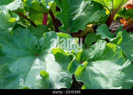 Hohe gerippte Stiele aus Schweizer Mangold-Grüns. Grünes und rötlich belaubtes Gemüse wächst in dunkelreicher Erde. Die Collard-Grüns haben rote und orangefarbene Stiele. Stockfoto