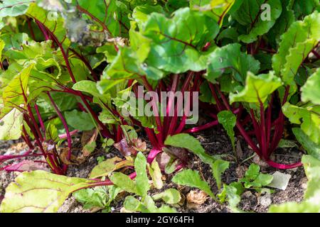 Hohe gerippte Stiele aus Schweizer Mangold-Grüns. Grünes und rötlich belaubtes Gemüse wächst in dunkelreicher Erde. Die Collard-Grüns haben rote und orangefarbene Stiele. Stockfoto