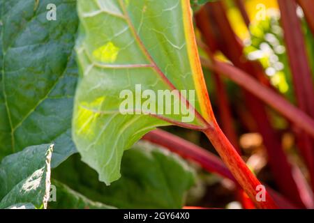 Hohe gerippte Stiele aus Schweizer Mangold-Grüns. Grünes und rötlich belaubtes Gemüse wächst in dunkelreicher Erde. Die Collard-Grüns haben rote und orangefarbene Stiele. Stockfoto