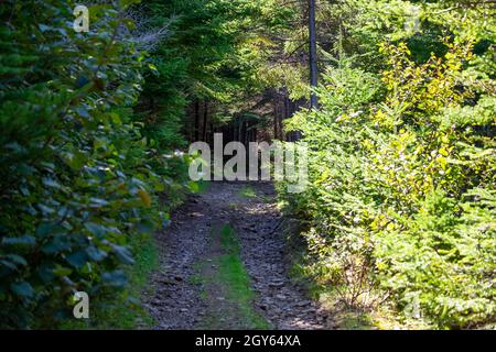 Ein Wanderweg im Wald mit moosiger Bodenbedeckung. Die Bäume sind hoch und dünn mit sehr wenigen Blättern. Die meisten sind Nadelbäume mit grünen Kiefern Stockfoto