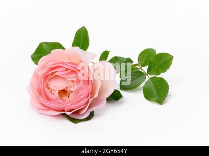 Blühende rosa Rose Knospe mit grünen Blättern auf weißem Hintergrund, schöne Blume, Nahaufnahme Stockfoto