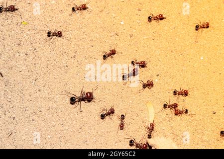 Nahaufnahme einer Gruppe von Ameisen, die am Boden mit kreativen Sommerlichteffekten arbeiten, verwischen den Hintergrund des Feldes. Konzept zu Ameisengewohnheit, Ameisennatur, Ameisen Stockfoto