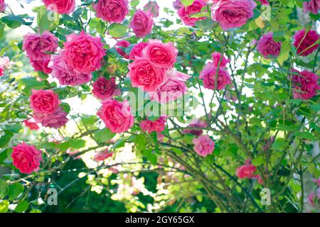 Feld von rosa Rosen Rosaceae gegen blauen Himmel mit grünen Blättern im Garten im Sommer Hintergrund Textur romantischen Design kopieren Raum Stockfoto