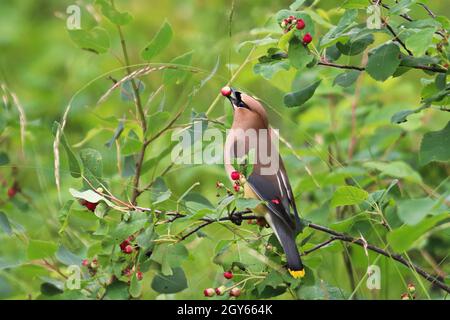 Nahaufnahme eines Zedernwachsflügels, der Saskatoon-Beeren frisst. Stockfoto