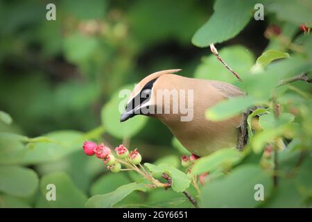 Nahaufnahme eines Zedernwachsflügels, der in einem Beerenbusch sitzt. Stockfoto