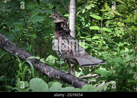 Ein gekräuseltes Birkhuhn auf einem Ast mit Blättern. Stockfoto