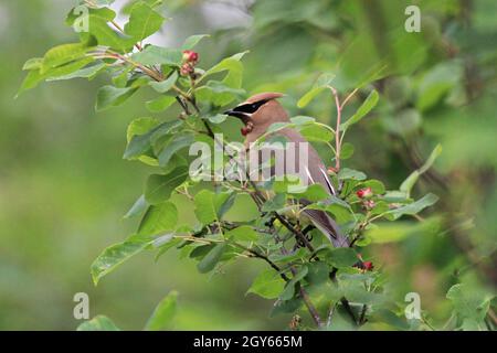 Nahaufnahme eines Zedernwachsflügels, der in einem Beerenbusch sitzt. Stockfoto