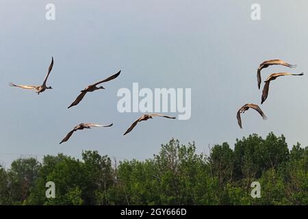 Eine Schar von Sandhügelkranen im Flug. Stockfoto