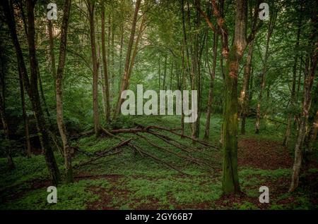 Ein launischer Wald. In der Nähe der Stadt Olsztynek, Warmian-mazurian Provinz, Polen. Stockfoto