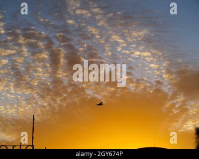 Eine schwarze Silhouette eines Hockens im Hintergrund des Sonnenuntergangs. Sonnenuntergang und federleichte Wolken. Stockfoto