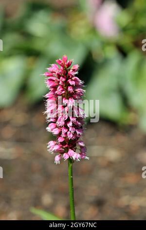 Roter Bistort, Persicaria bistorta, Sorte hohe Tatra, dunkelrosa Blütenspitze mit einem Hintergrund aus Blättern und Erde. Stockfoto