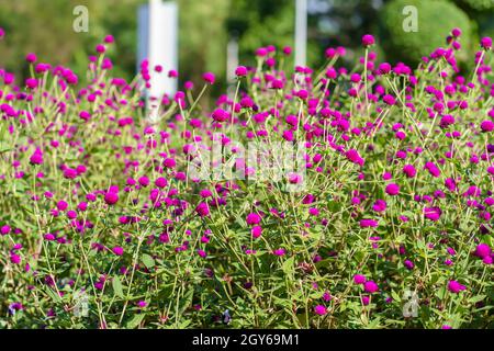 Globus Amaranth oder Gomphrena Nana im Garten. Stockfoto